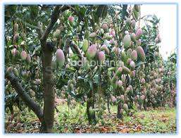 Homeland Mango Village. , Agriculture/Farm Land at Uposahar