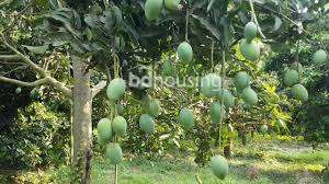 Rajshahi Mango village, Agriculture/Farm Land at Uposahar