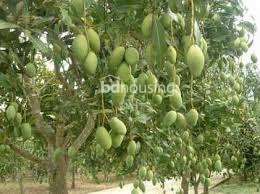 Asian Mango Village, Agriculture/Farm Land at Uposahar