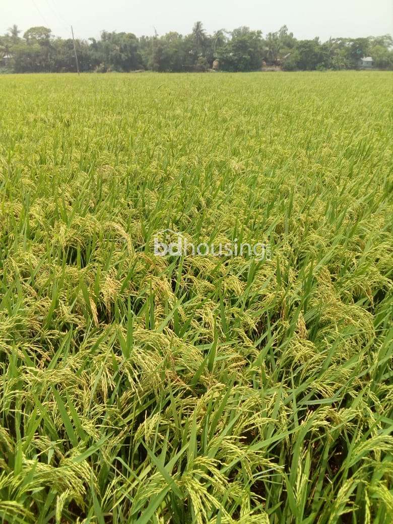 Baganbari Housing, Residential Plot at Keraniganj