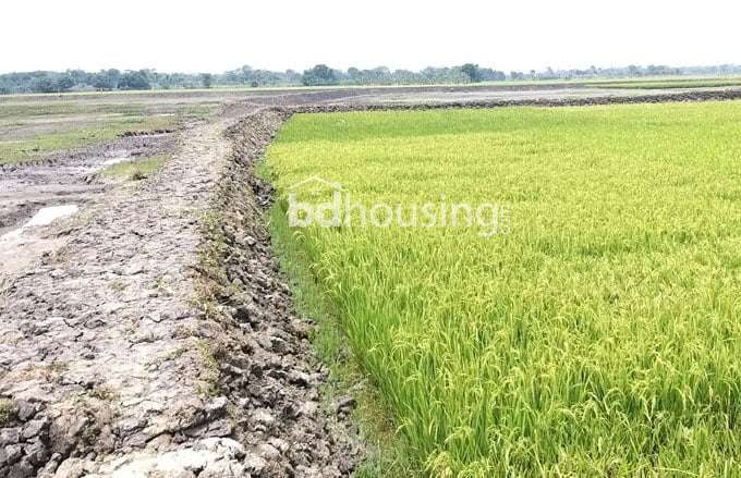 16 Bigha land for sell at very cheap price, Agriculture/Farm Land at sadar