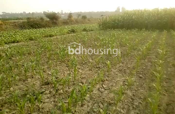 97 Boraid, Commercial Plot at Dhamrai