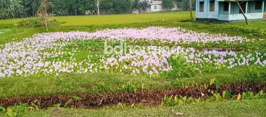 মুক্তাগাশা   উত্তর পূর্ব দিকে তারাটি পূর্ব পাড়ায়  ৪৩ শতাংশ  জমি  বিক্রয়  হবে , Agriculture/Farm Land at sadar