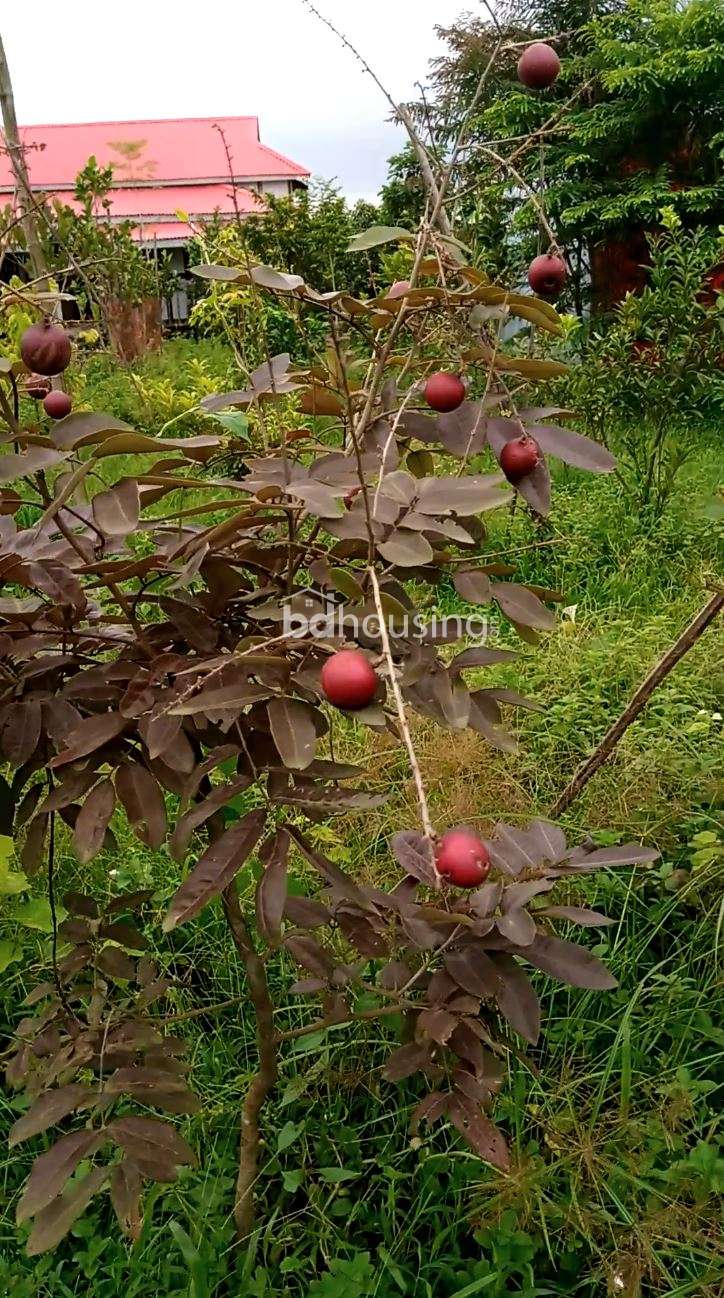 90.25 decimal land with a bungalow house for sale at a low price., Residential Plot at Gazipur Sadar