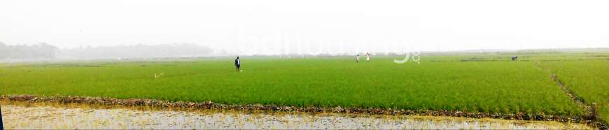 Boro, Agriculture/Farm Land at Uttar Khan