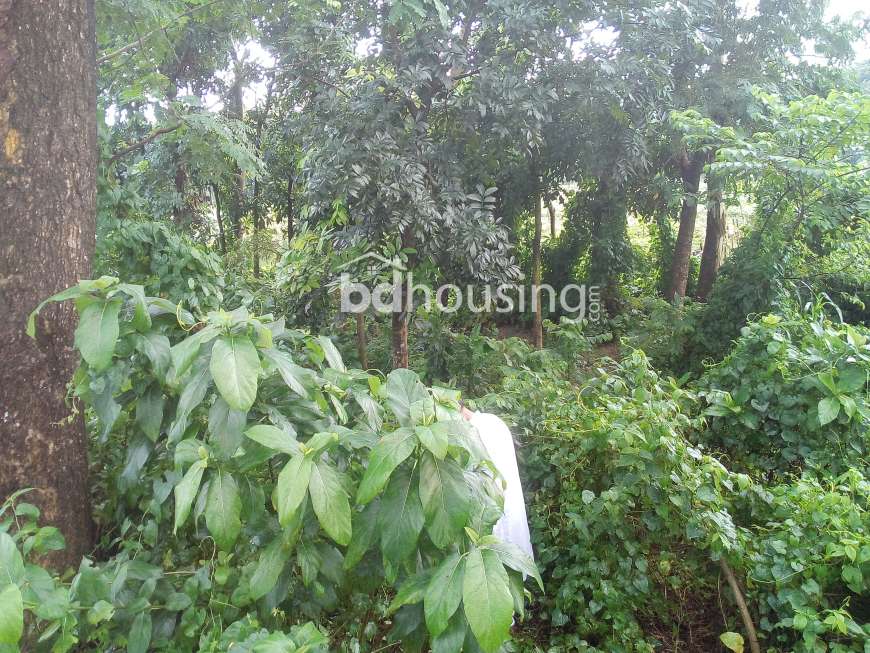 no name, Residential Plot at Hemayetpur