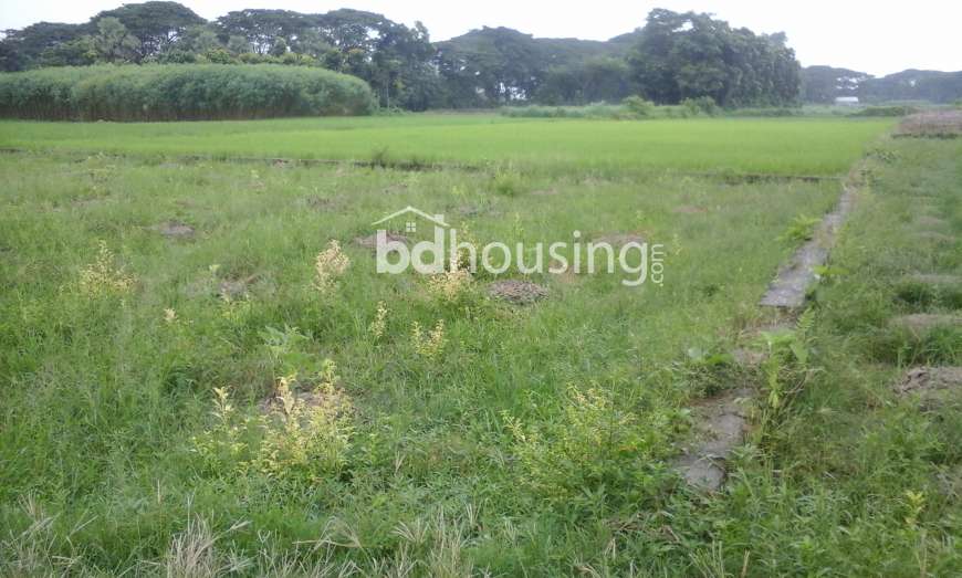 Mustafa Zaman, Agriculture/Farm Land at Savar