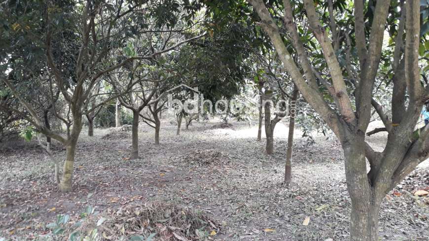 Rajshahi- Mango- Lychee Garden , Residential Plot at Uposahar