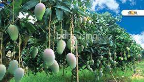 Homeland Mango Village. , Agriculture/Farm Land at Uposahar