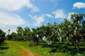 Homeland Mango village , Residential Plot at Uposahar