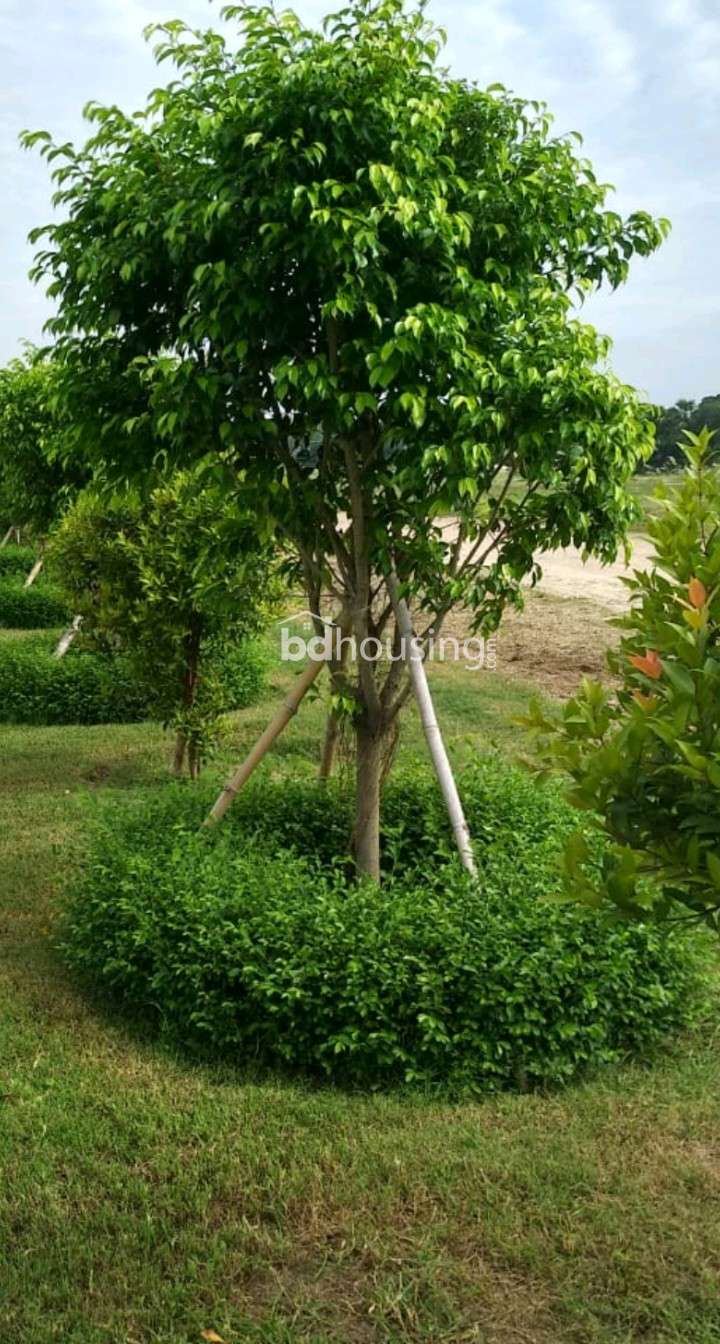 4 Katha Nice Ready Plot   , Residential Plot at Purbachal