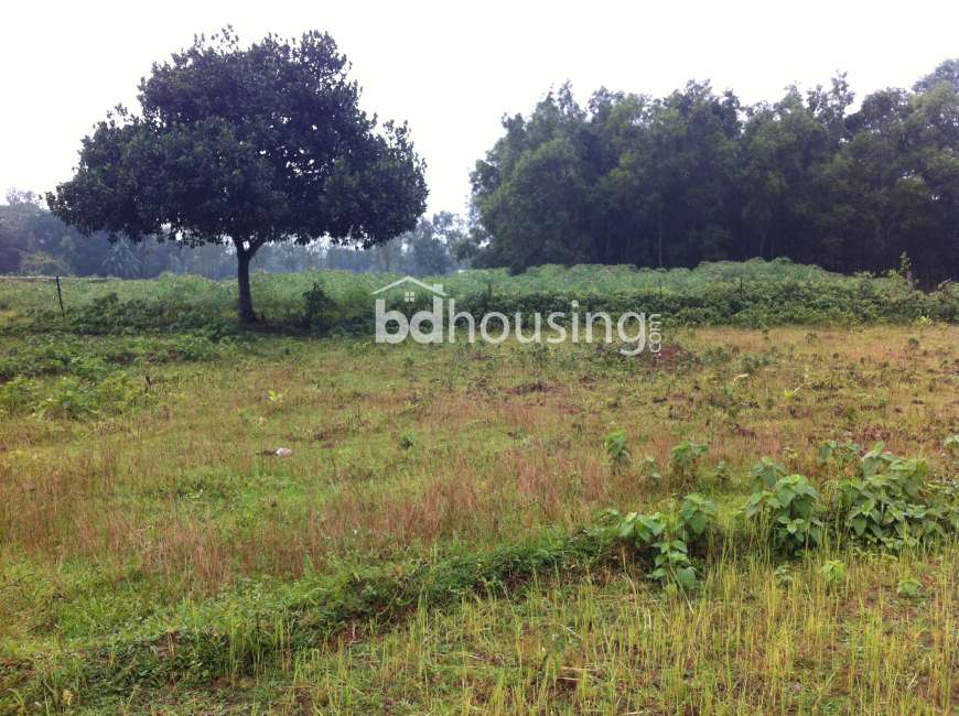 Mahmud's Land, Commercial Plot at sadar