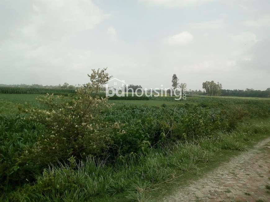 বরাইদ , Agriculture/Farm Land at Keraniganj