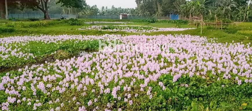 মুক্তাগাশা   উত্তর পূর্ব দিকে তারাটি পূর্ব পাড়ায়  ৪৩ শতাংশ  জমি  বিক্রয়  হবে , Agriculture/Farm Land at sadar