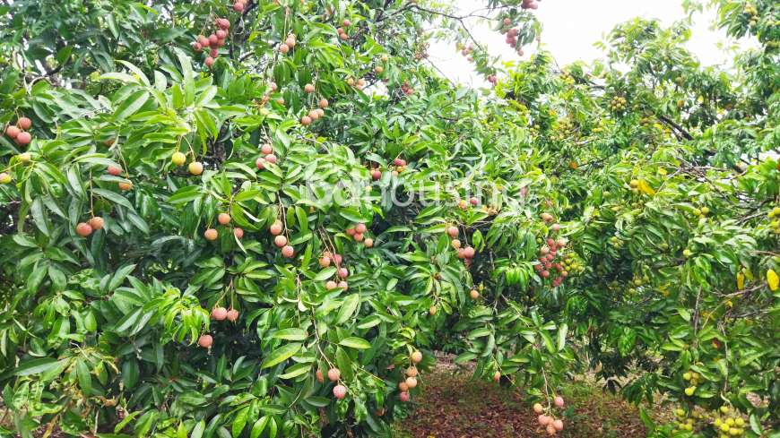 Shabuzgiri Agro, Agriculture/Farm Land at Panchlaish