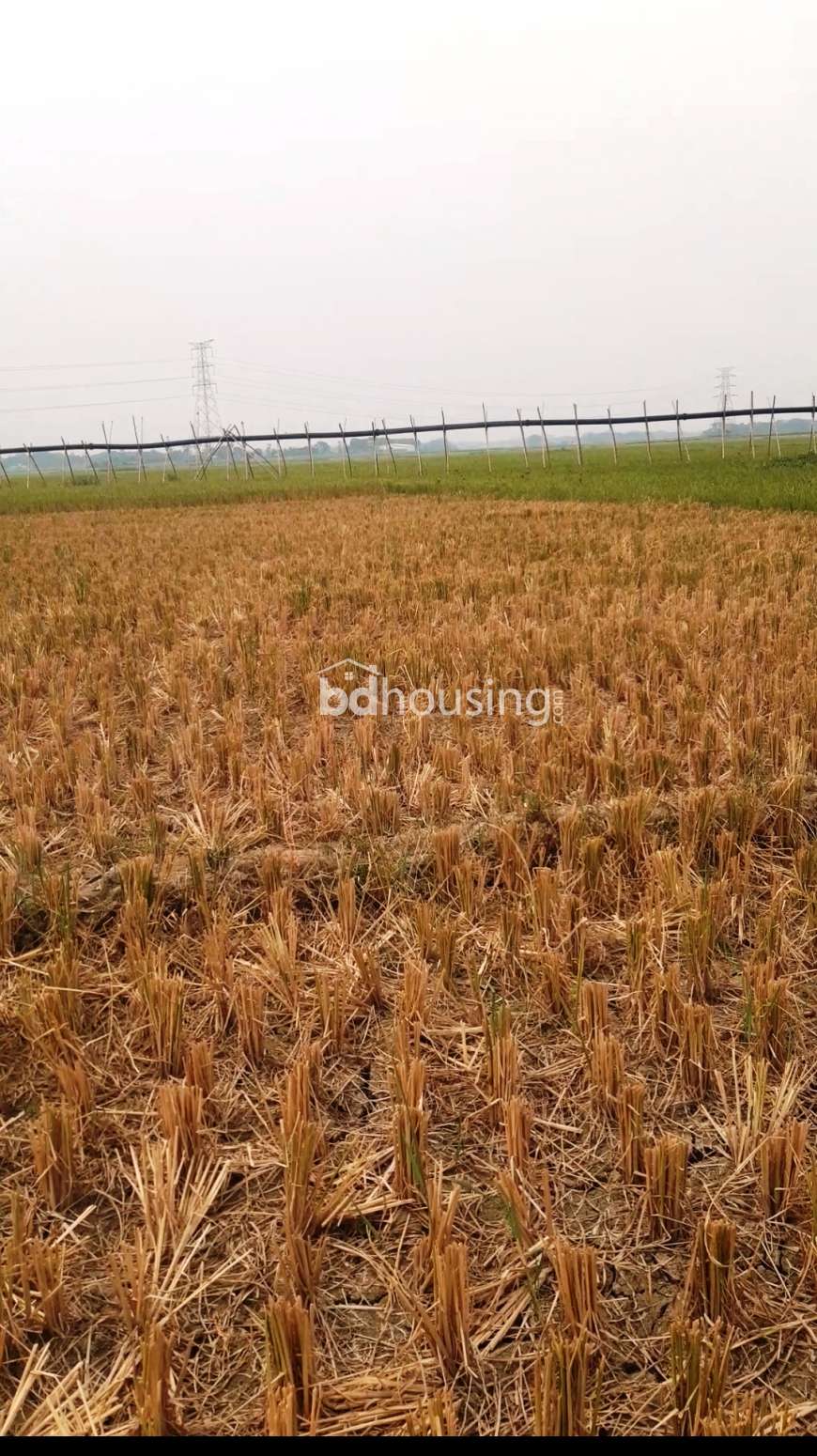 Shohel Rahman, Agriculture/Farm Land at Savar