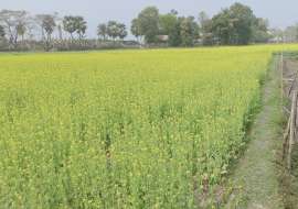 23 katha, Ready  Agriculture/Farm Land for Sale at Narayangonj Sadar Agriculture/Farm Land at 