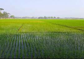 300 katha, Ready  Agriculture/Farm Land for Sale at Dhap Agriculture/Farm Land at 