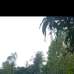 Shree