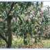 Homeland Mango Village. , Agriculture/Farm Land images 