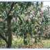 Homeland Mango Village. , Agriculture/Farm Land images 