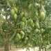 Asian Mango Village, Agriculture/Farm Land images 