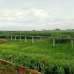 5 Katha Land (Residential/ Commercial), Commercial Plot images 