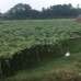 Ratul Nit oars Limited, Agriculture/Farm Land images 