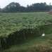 Ratul Nit oars Limited, Agriculture/Farm Land images 