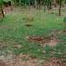 3.63 katha land, Residential Plot images 