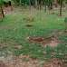 3.63 katha land, Residential Plot images 