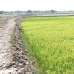 16 Bigha land for sell at very cheap price, Agriculture/Farm Land images 