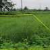 Eastern Housing, Dehara, Ashulia, Savar, Residential Plot images 