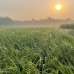 50 Bigha Industrial Land Sale @ Pubail, Gazipur., Agriculture/Farm Land images 