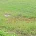 Arison Ratan Nagar, Residential Plot images 