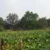 land for sale by road 166 decimal, Commercial Plot images 
