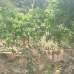 South Facing Ready Plot for URGENT Sale , Residential Plot images 