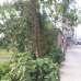 jamaia karamia, Apartment/Flats images 