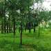 Protik Gazipur Masterbari, Commercial Plot images 