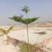 Purbachal Probashi Palli Project. , Commercial Plot images 