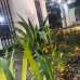 Bastu Shaily Monorom Villa, Apartment/Flats images 