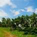 Homeland Mango village , Residential Plot images 