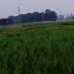 Farm Land , Agriculture/Farm Land images 