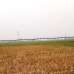 Shohel Rahman, Agriculture/Farm Land images 